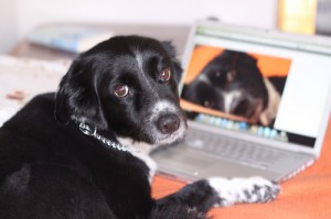 PERRO