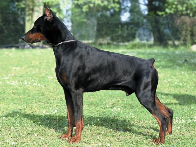 adiestrar-doberman-mejorar-comportamiento