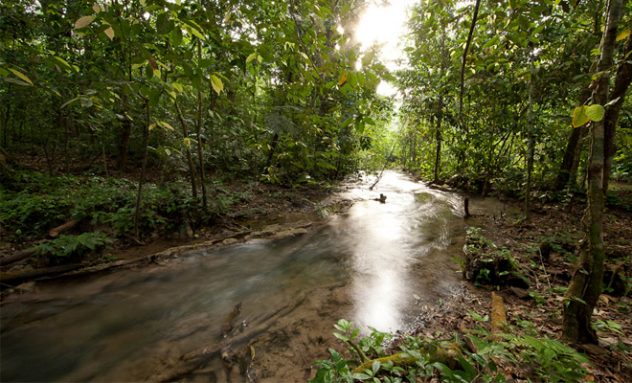 La Selva Lacandona